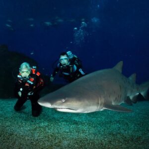 PLONGÉE AVEC LES REQUINS AVEC PERMIS<h3> Prix à partir de: 183 €</h3>