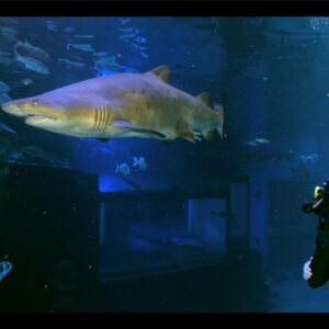 PLONGÉE AVEC LES REQUINS SANS PERMIS<h3> Prix à partir de: 208 €</h3>