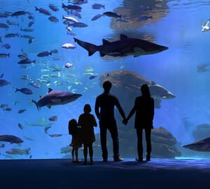 AQUARIUM<h3> Price from: 23€ per person</h3>